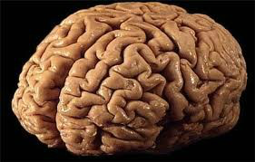Lire la suite à propos de l’article Quel hémisphère de ton cerveau : logique ou intuitif ?