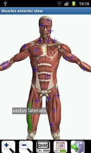 Visual Anatomy b