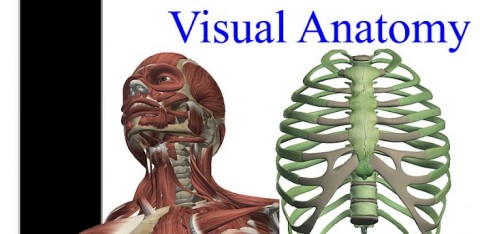 Lire la suite à propos de l’article Visual Anatomy: Toute l’anatomie du corps humain en HD