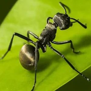 Lire la suite à propos de l’article Test du jeu The Ants Underground Kingdom, gestion de fourmis